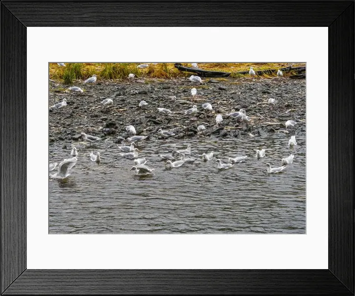 Framed Print : Large group of seagulls birds at the Indian River in Sitka, Alaska, to feed on salmon Framed Print : Large group of seagulls birds at the Indian River in Sitka, Alaska, to feed on salmon