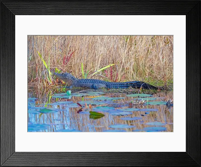 Framed Print : Alligator Sunning in the Grasses in the Okeefenokee National Wildlife Refuge in Georgia Framed Print : Alligator Sunning in the Grasses in the Okeefenokee National Wildlife Refuge in Georgia