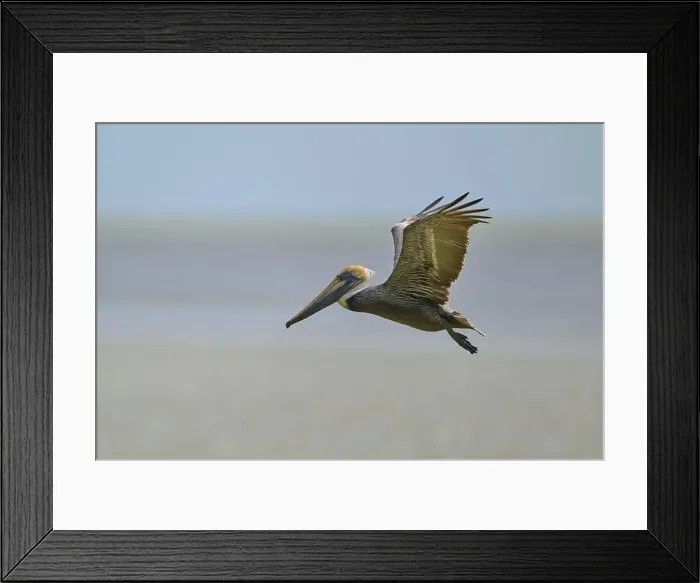 Framed Print : Brown Pelican, (Pelecanus occidentalis) Framed Print : Brown Pelican, (Pelecanus occidentalis)