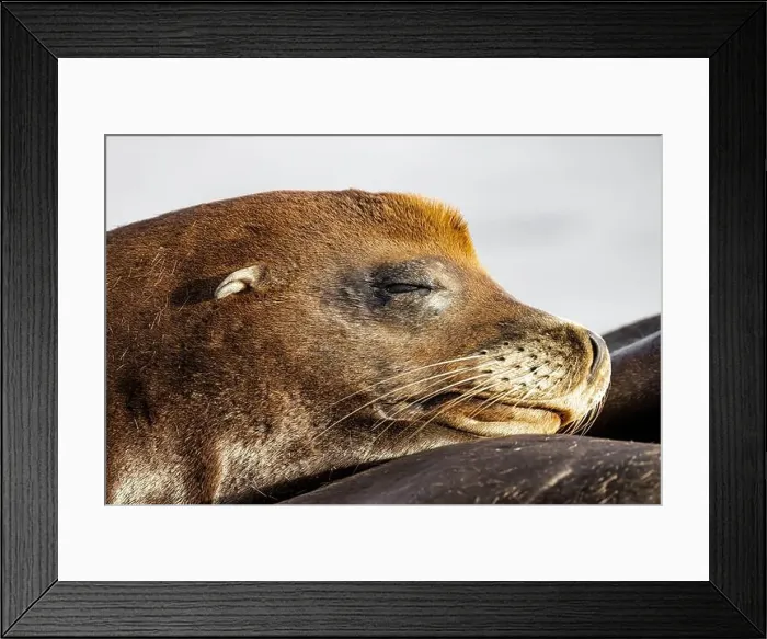 Framed Print : California Sea Lion, Zalophus californianus, on dock in Port of Newport's Commercial Marina, Oregon, USA Framed Print : California Sea Lion, Zalophus californianus, on dock in Port of Newport's Commercial Marina, Oregon, USA