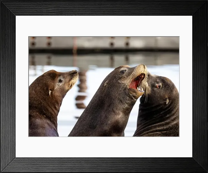 Framed Print : California Sea Lion, Zalophus californianus, on dock in Port of Newport's Commercial Marina, Oregon, USA Framed Print : California Sea Lion, Zalophus californianus, on dock in Port of Newport's Commercial Marina, Oregon, USA