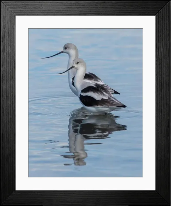 Framed Print : American Avocet Male & Female Foraging in Wetlands. Palo Alto Baylands, Santa Clara County, California, USA