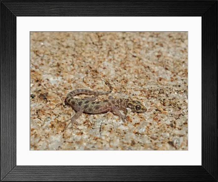 Framed Print : The Granite Night Lizard, Xantusia henshawi, in San Diego County, California, USA Framed Print : The Granite Night Lizard, Xantusia henshawi, in San Diego County, California, USA