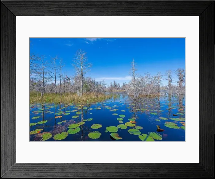 Framed Print : Cypress Trees Growing in the Lily Pads in the Okefenokee National Wildlife Refuge in Georgia Framed Print : Cypress Trees Growing in the Lily Pads in the Okefenokee National Wildlife Refuge in Georgia