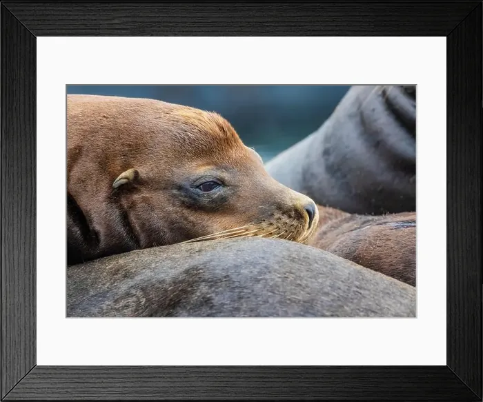Framed Print : California Sea Lion, Zalophus californianus, on dock in Port of Newport's Commercial Marina, Oregon, USA Framed Print : California Sea Lion, Zalophus californianus, on dock in Port of Newport's Commercial Marina, Oregon, USA