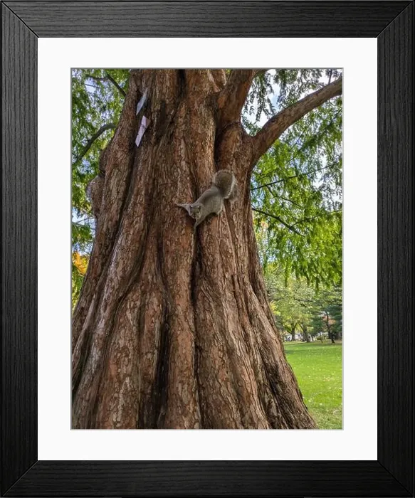 Framed Print : Boston Common in Autumn Framed Print : Boston Common in Autumn