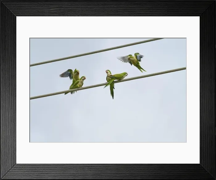 Framed Print : Monk parakeet (Myiopsitta monachus) Framed Print : Monk parakeet (Myiopsitta monachus)