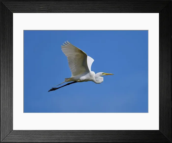 Framed Print : Great Egret (Egretta alba), flying against the blue sky Framed Print : Great Egret (Egretta alba), flying against the blue sky