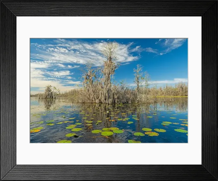 Framed Print : Cypress and Spanish Moss on a Island in the Swamp in the Okefenokee National Wildlife Refuge in Georgia Framed Print : Cypress and Spanish Moss on a Island in the Swamp in the Okefenokee National Wildlife Refuge in Georgia