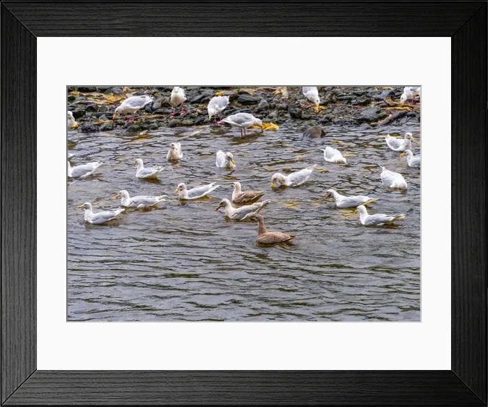 Framed Print : Large group of seagulls birds at the Indian River in Sitka, Alaska, to feed on salmon Framed Print : Large group of seagulls birds at the Indian River in Sitka, Alaska, to feed on salmon