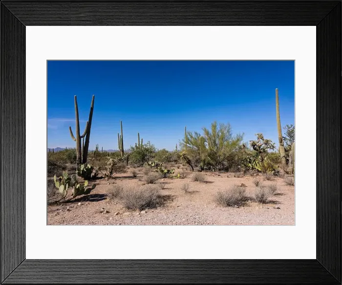 Framed Print : Saguaro Cactus in the Sonoran Desert near Tucson AZ Framed Print : Saguaro Cactus in the Sonoran Desert near Tucson AZ