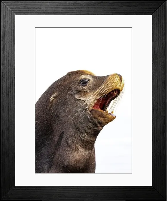 Framed Print : California Sea Lion, Zalophus californianus, on dock in Port of Newport's Commercial Marina, Oregon, USA Framed Print : California Sea Lion, Zalophus californianus, on dock in Port of Newport's Commercial Marina, Oregon, USA