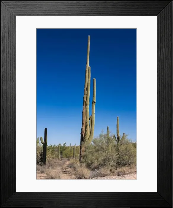 Framed Print : Saguaro Cactus in the Sonoran Desert near Tucson AZ Framed Print : Saguaro Cactus in the Sonoran Desert near Tucson AZ