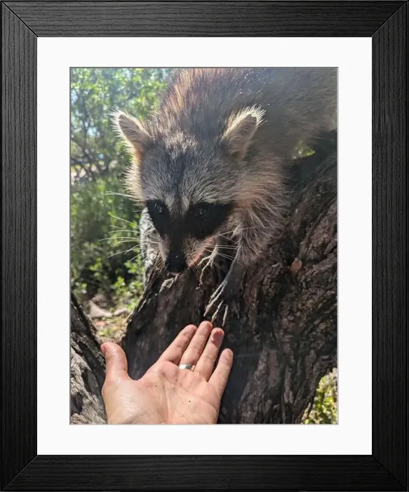 Framed Print : Racoon on Racoon Island Miami Framed Print : Racoon on Racoon Island Miami
