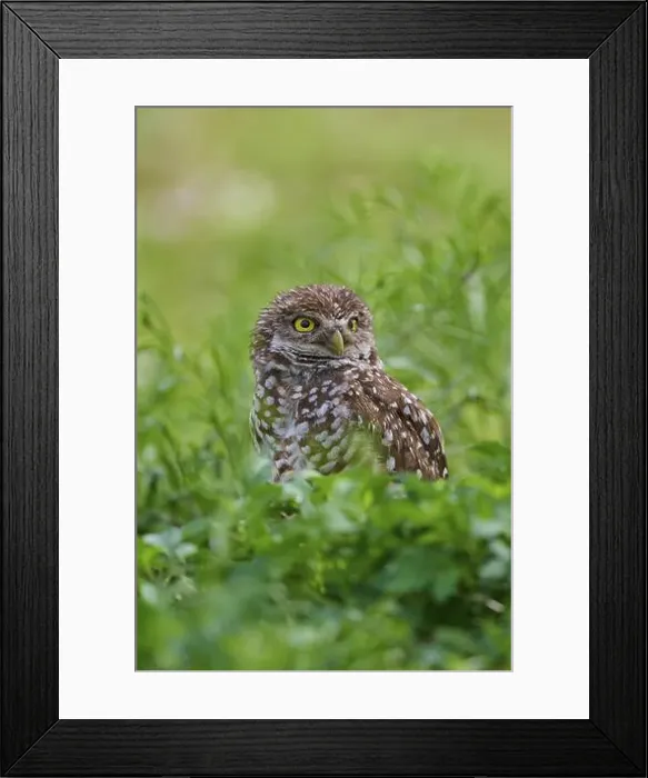 Framed Print : Burrowing owl (Speotyto cunicularia), sitting in a meadow, Pembroke Pines, Florida, USA, North America Framed Print : Burrowing owl (Speotyto cunicularia), sitting in a meadow, Pembroke Pines, Florida, USA, North America