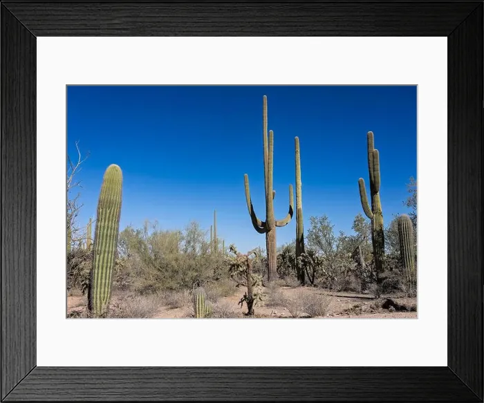 Framed Print : Saguaro Cactus in the Sonoran Desert near Tucson AZ Framed Print : Saguaro Cactus in the Sonoran Desert near Tucson AZ