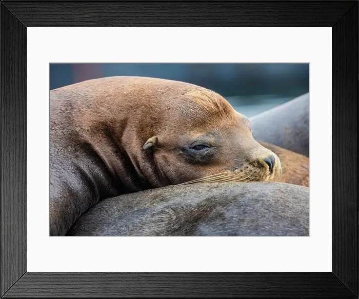 Framed Print : California Sea Lion, Zalophus californianus, on dock in Port of Newport's Commercial Marina, Oregon, USA Framed Print : California Sea Lion, Zalophus californianus, on dock in Port of Newport's Commercial Marina, Oregon, USA