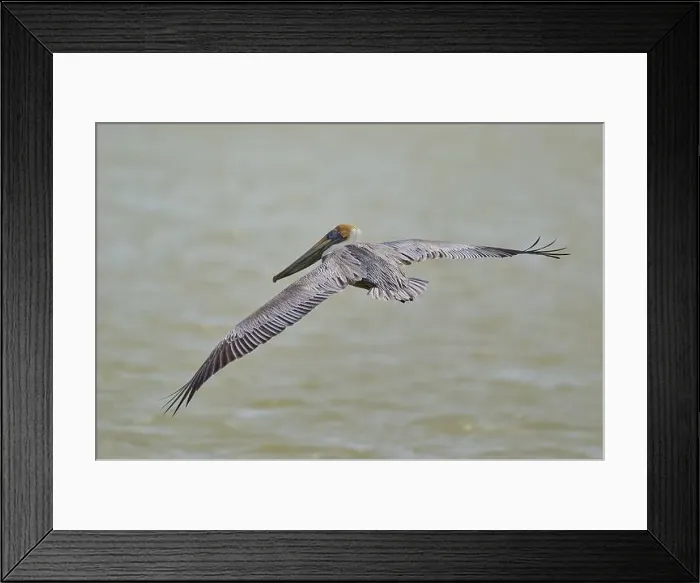 Framed Print : Brown Pelican, (Pelecanus occidentalis) Framed Print : Brown Pelican, (Pelecanus occidentalis)