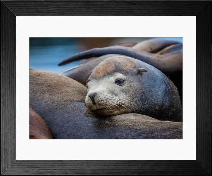 Framed Print : California Sea Lion, Zalophus californianus, on dock in Port of Newport's Commercial Marina, Oregon, USA Framed Print : California Sea Lion, Zalophus californianus, on dock in Port of Newport's Commercial Marina, Oregon, USA