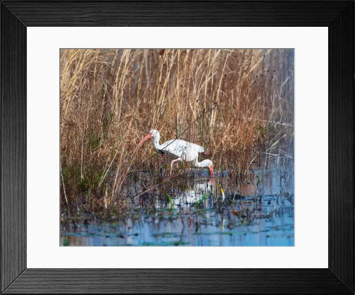 Framed Print : A pair of White Ibis in the Grasses in Okefenokee National Wildlife Refuge in Georgia Framed Print : A pair of White Ibis in the Grasses in Okefenokee National Wildlife Refuge in Georgia