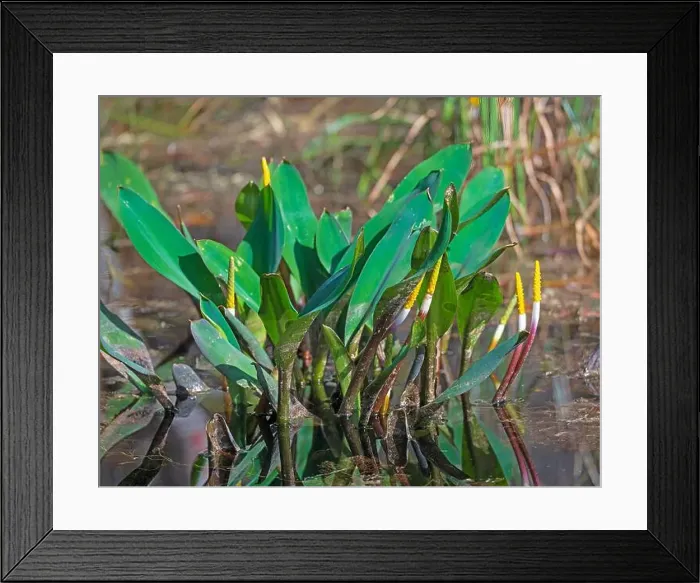 Framed Print : Golden Club Water Plants in the Swamp in the Okefenokee National Wildlife Refuge in Geogia