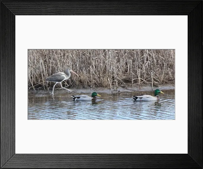 Framed Print : Immature white ibis at Chincoteague National Wildlife Refuge in Virginia Framed Print : Immature white ibis at Chincoteague National Wildlife Refuge in Virginia