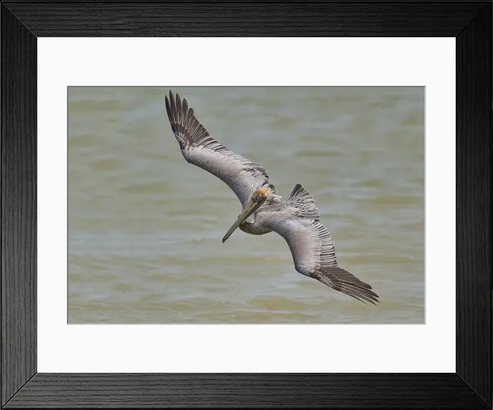 Framed Print : Brown Pelican, (Pelecanus occidentalis) Framed Print : Brown Pelican, (Pelecanus occidentalis)