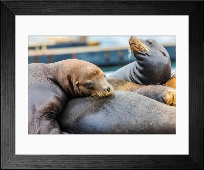 Framed Print : California Sea Lion, Zalophus californianus, on dock in Port of Newport's Commercial Marina, Oregon, USA Framed Print : California Sea Lion, Zalophus californianus, on dock in Port of Newport's Commercial Marina, Oregon, USA