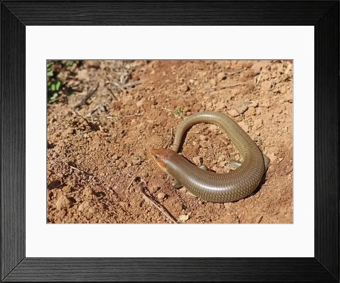 Framed Print : A Large Gilbert's Skink, Western Red-tailed Skink Subspecies, in California USA Framed Print : A Large Gilbert's Skink, Western Red-tailed Skink Subspecies, in California USA