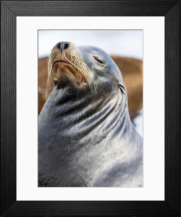 Framed Print : California Sea Lion, Zalophus californianus, on dock in Port of Newport's Commercial Marina, Oregon, USA Framed Print : California Sea Lion, Zalophus californianus, on dock in Port of Newport's Commercial Marina, Oregon, USA