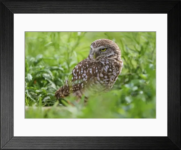 Framed Print : Burrowing owl (Speotyto cunicularia), sitting in a meadow, Pembroke Pines, Florida, USA, North America Framed Print : Burrowing owl (Speotyto cunicularia), sitting in a meadow, Pembroke Pines, Florida, USA, North America