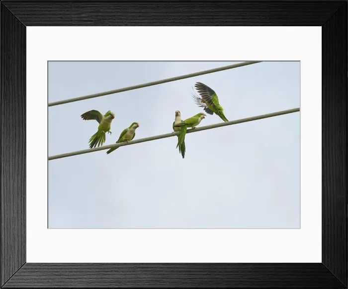 Framed Print : Monk parakeet (Myiopsitta monachus) Framed Print : Monk parakeet (Myiopsitta monachus)