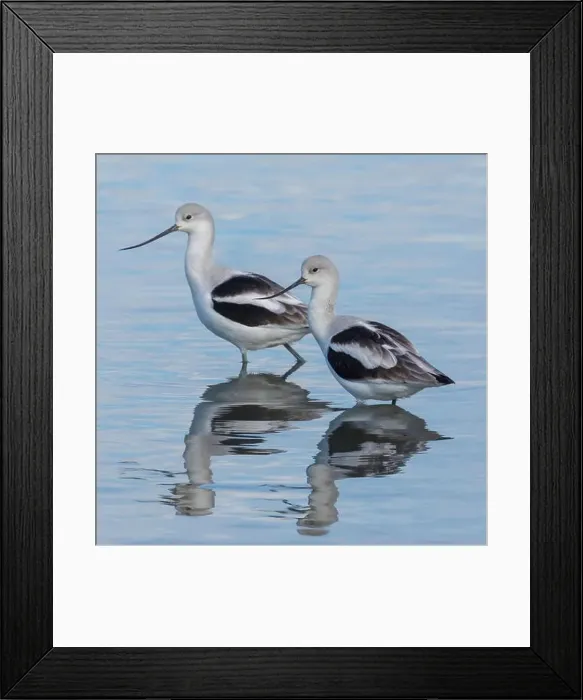 Framed Print : American Avocet Male and Female Foraging in Wetlands. Palo Alto Baylands, Santa Clara County, California, USA