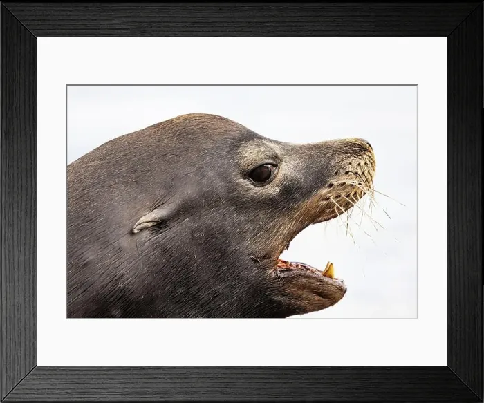 Framed Print : California Sea Lion, Zalophus californianus, on dock in Port of Newport's Commercial Marina, Oregon, USA Framed Print : California Sea Lion, Zalophus californianus, on dock in Port of Newport's Commercial Marina, Oregon, USA