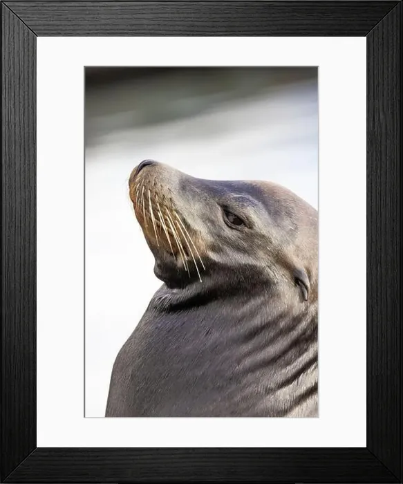 Framed Print : California Sea Lion, Zalophus californianus, on dock in Port of Newport's Commercial Marina, Oregon, USA Framed Print : California Sea Lion, Zalophus californianus, on dock in Port of Newport's Commercial Marina, Oregon, USA