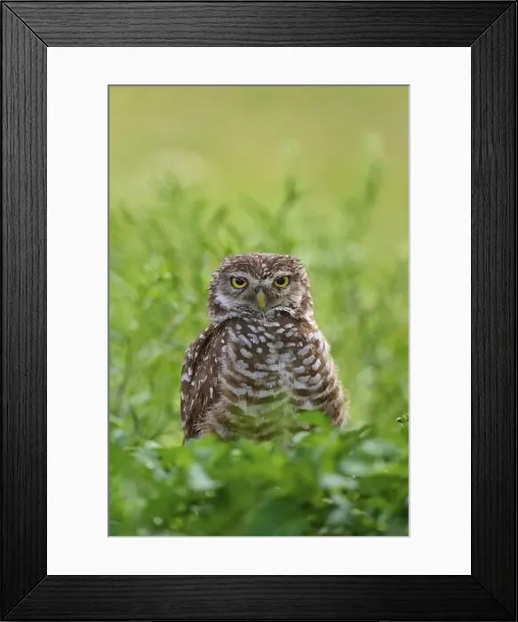 Framed Print : Burrowing owl (Speotyto cunicularia), sitting in a meadow, Pembroke Pines, Florida, USA, North America Framed Print : Burrowing owl (Speotyto cunicularia), sitting in a meadow, Pembroke Pines, Florida, USA, North America