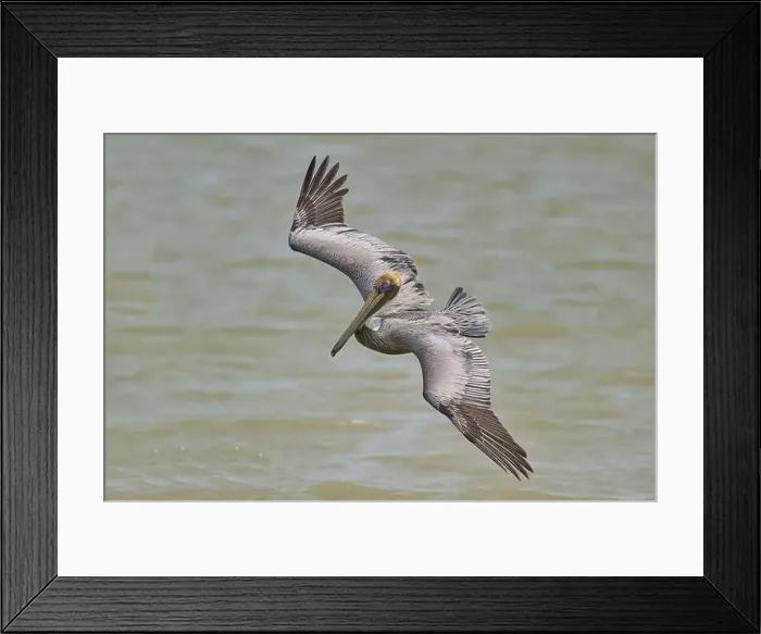 Framed Print : Brown Pelican, (Pelecanus occidentalis) Framed Print : Brown Pelican, (Pelecanus occidentalis)