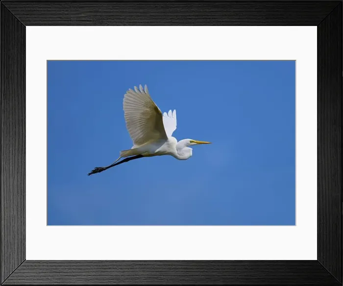 Framed Print : Great Egret (Egretta alba), flying against the blue sky Framed Print : Great Egret (Egretta alba), flying against the blue sky