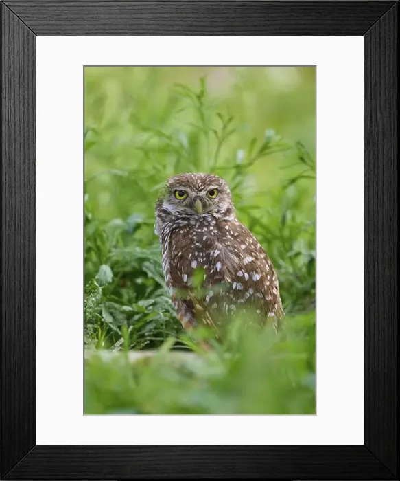 Framed Print : Burrowing owl (Speotyto cunicularia), sitting in a meadow, Pembroke Pines, Florida, USA, North America Framed Print : Burrowing owl (Speotyto cunicularia), sitting in a meadow, Pembroke Pines, Florida, USA, North America
