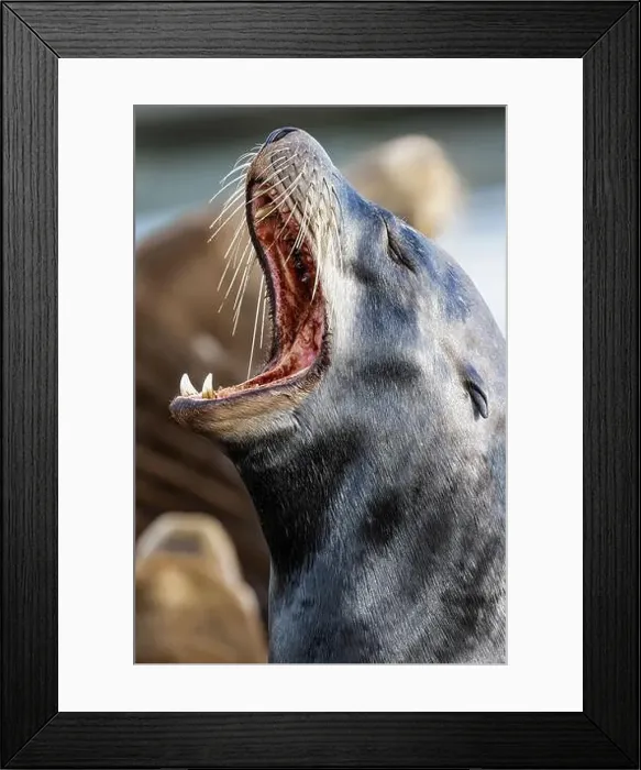 Framed Print : California Sea Lion, Zalophus californianus, on dock in Port of Newport's Commercial Marina, Oregon, USA Framed Print : California Sea Lion, Zalophus californianus, on dock in Port of Newport's Commercial Marina, Oregon, USA