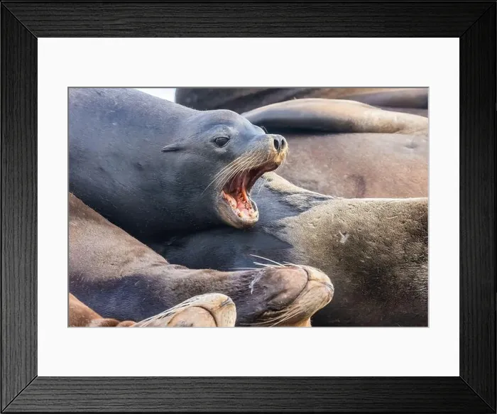Framed Print : California Sea Lion, Zalophus californianus, on dock in Port of Newport's Commercial Marina, Oregon, USA Framed Print : California Sea Lion, Zalophus californianus, on dock in Port of Newport's Commercial Marina, Oregon, USA