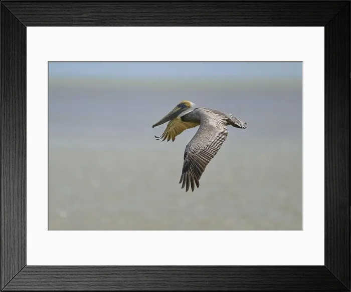Framed Print : Brown Pelican, (Pelecanus occidentalis) Framed Print : Brown Pelican, (Pelecanus occidentalis)