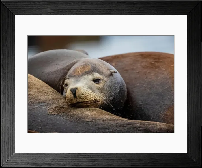 Framed Print : California Sea Lion, Zalophus californianus, on dock in Port of Newport's Commercial Marina, Oregon, USA Framed Print : California Sea Lion, Zalophus californianus, on dock in Port of Newport's Commercial Marina, Oregon, USA
