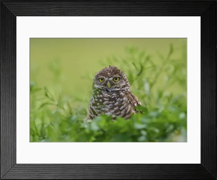 Framed Print : Burrowing owl (Speotyto cunicularia), sitting in a meadow, Pembroke Pines, Florida, USA, North America Framed Print : Burrowing owl (Speotyto cunicularia), sitting in a meadow, Pembroke Pines, Florida, USA, North America