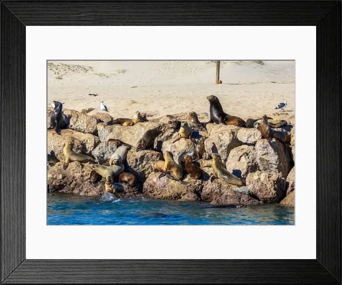 Framed Print : Sea Lions in the Channel Islands Harbor, California Framed Print : Sea Lions in the Channel Islands Harbor, California