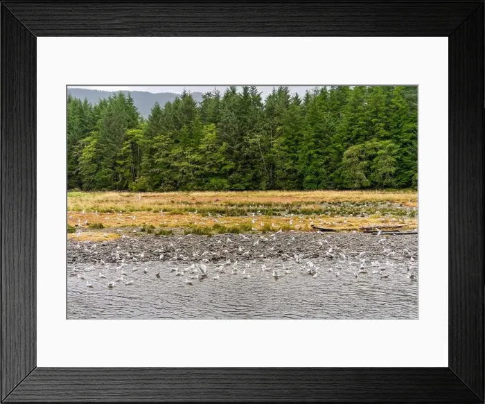 Framed Print : Large group of seagulls birds at the Indian River in Sitka, Alaska, to feed on salmon Framed Print : Large group of seagulls birds at the Indian River in Sitka, Alaska, to feed on salmon