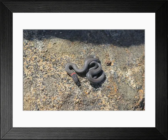 Framed Print : Small harmless snake, The Ring-necked Snake, Diadophis punctatus in San Diego County, California, USA Framed Print : Small harmless snake, The Ring-necked Snake, Diadophis punctatus in San Diego County, California, USA