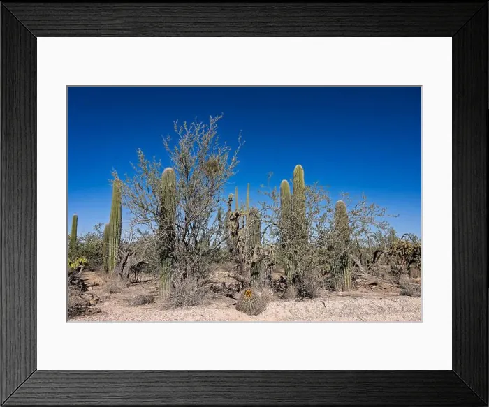 Framed Print : Saguaro Cactus in the Sonoran Desert near Tucson AZ Framed Print : Saguaro Cactus in the Sonoran Desert near Tucson AZ