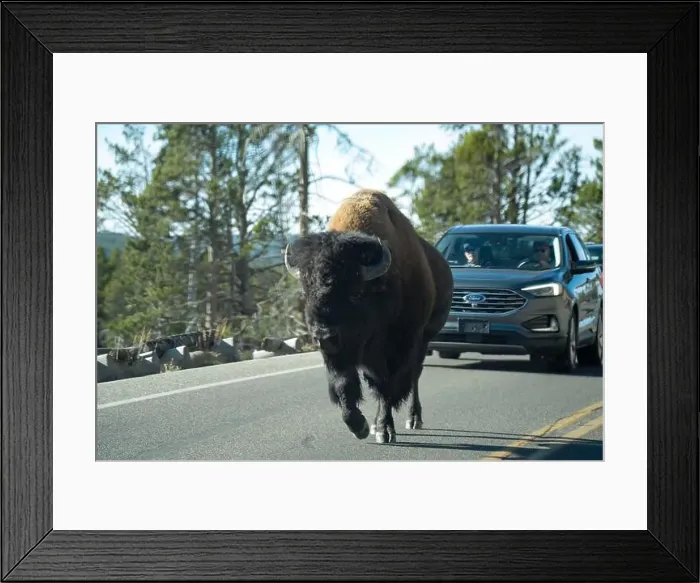 Framed Print : close-up of wild American Bison, Yellowstone National Park USA Framed Print : close-up of wild American Bison, Yellowstone National Park USA