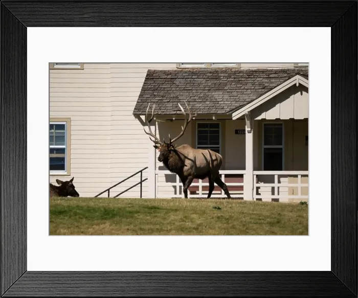 Framed Print : close-up of magnificent male Elk (Cervus canadensis) with a herd of females in front of beige office building Framed Print : close-up of magnificent male Elk (Cervus canadensis) with a herd of females in front of beige office building